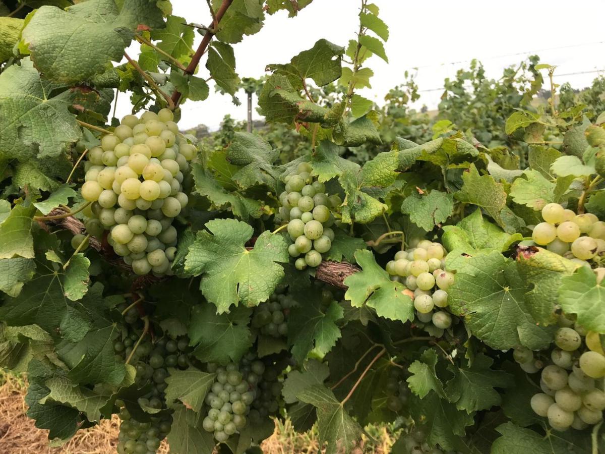 Kinloch Renovated To New On Daisy Hill Vineyard Pokolbin