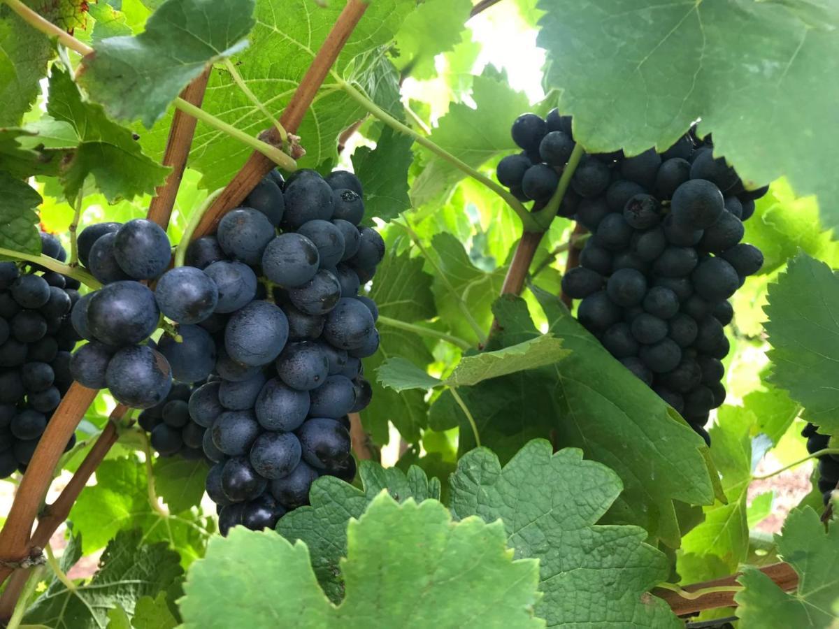 Kinloch Renovated To New On Daisy Hill Vineyard *